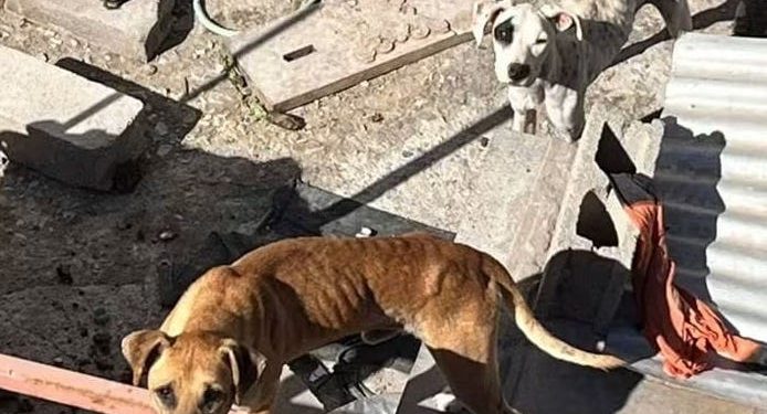 Rescatista de animales se siente amenazada por su labor en la comuna de Pica