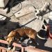 Rescatista de animales se siente amenazada por su labor en la comuna de Pica