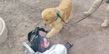 Carabineros detuvo a pasajero que transportaba más de 1.400 dosis de pasta base en bus con destino a caleta Chipana