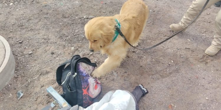 Carabineros detuvo a pasajero que transportaba más de 1.400 dosis de pasta base en bus con destino a caleta Chipana