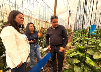 Mujeres profesionales ganan terreno en la producción de hortalizas en Arica y Parinacota