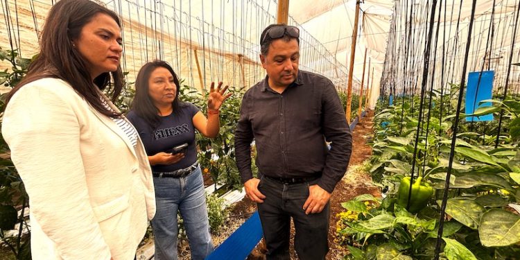 Mujeres profesionales ganan terreno en la producción de hortalizas en Arica y Parinacota