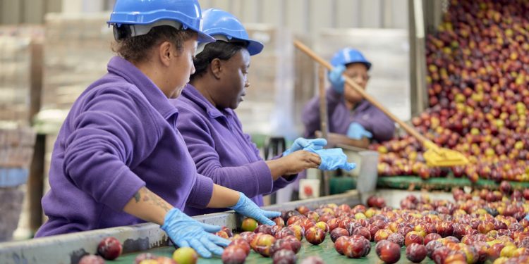 La cruda realidad alimentaria: 8 de cada 10 chilenos cree que las madres sacrifican su propia comida por sus hijos