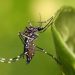 SEREMI de Salud se despliega en sector norte ante nuevo hallazgo de Aedes aegypti y llama a eliminar acumulaciones de agua sin tapar