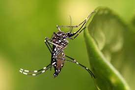 SEREMI de Salud se despliega en sector norte ante nuevo hallazgo de Aedes aegypti y llama a eliminar acumulaciones de agua sin tapar