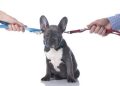 ¿Con quién se queda el perro?