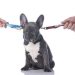 ¿Con quién se queda el perro?